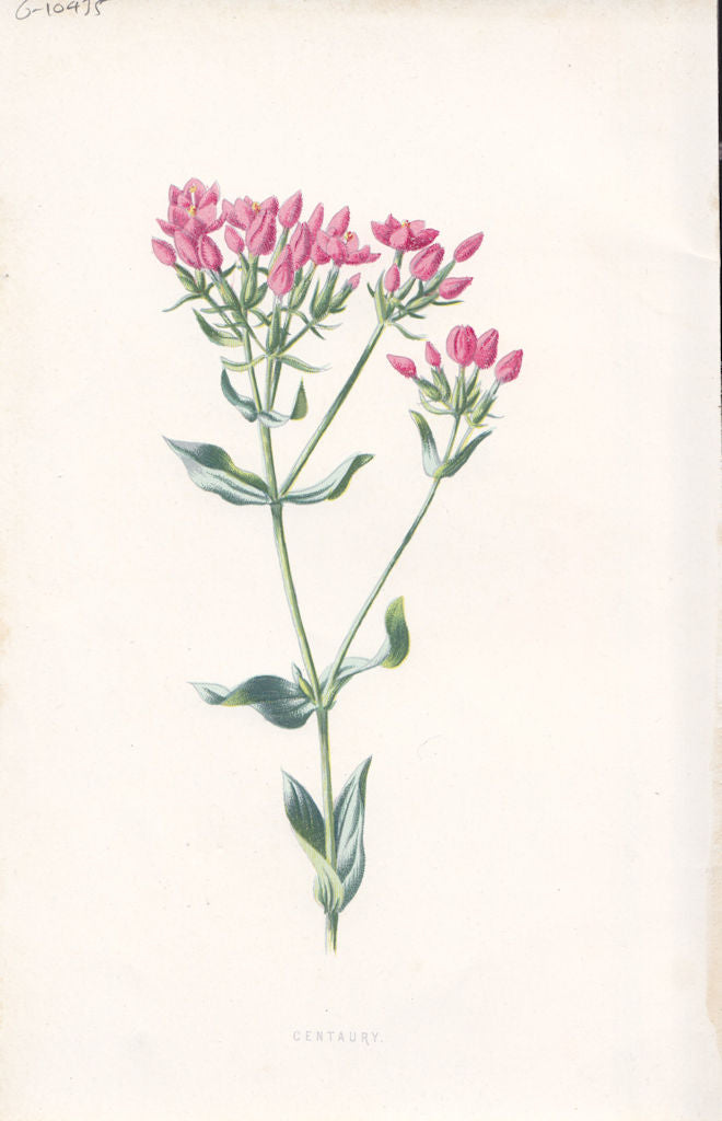FLOWERS. Centaury c1895 old antique vintage print picture